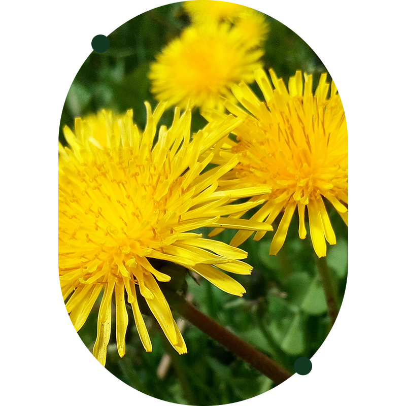 Dandelion