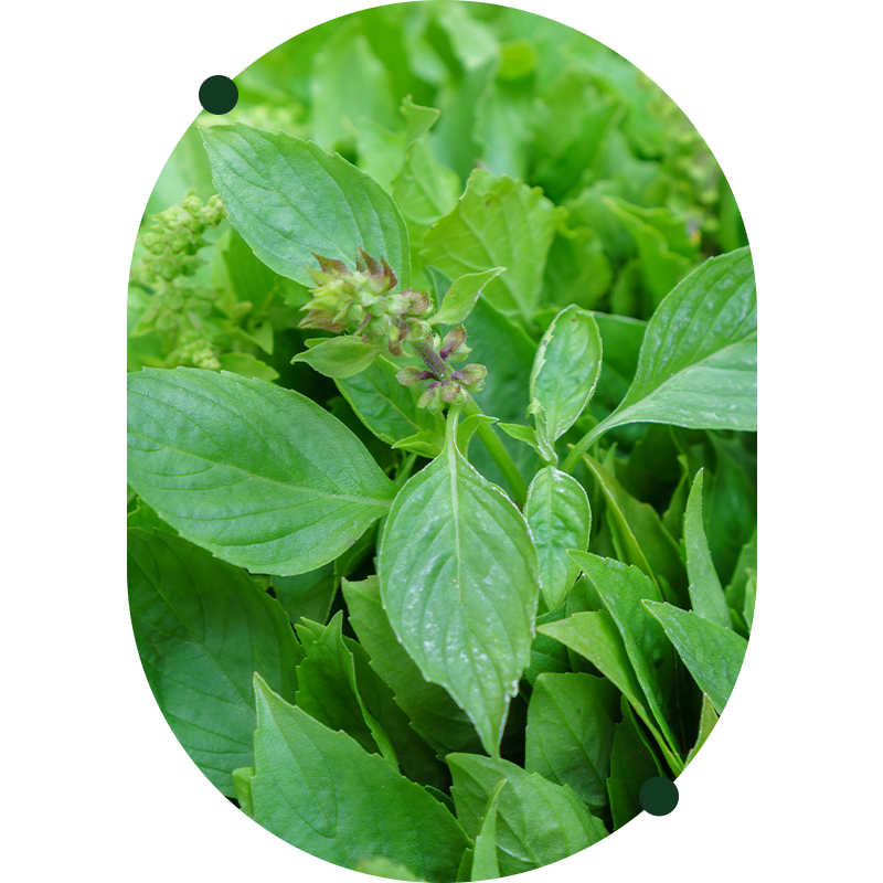 Holy Basil 