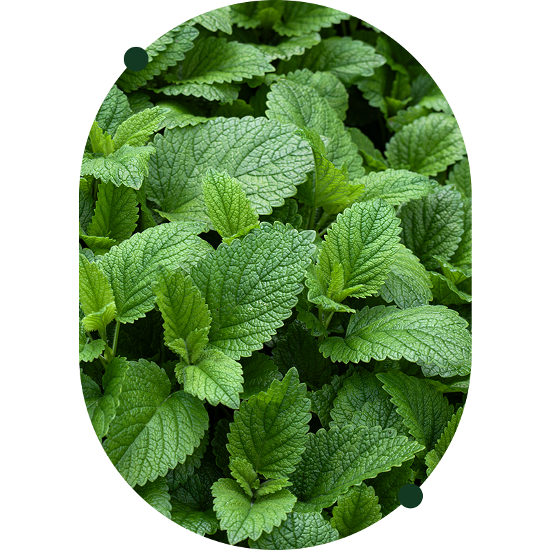 Lemon Balm