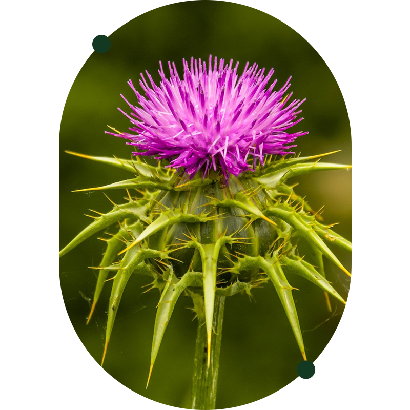 Milk Thistle