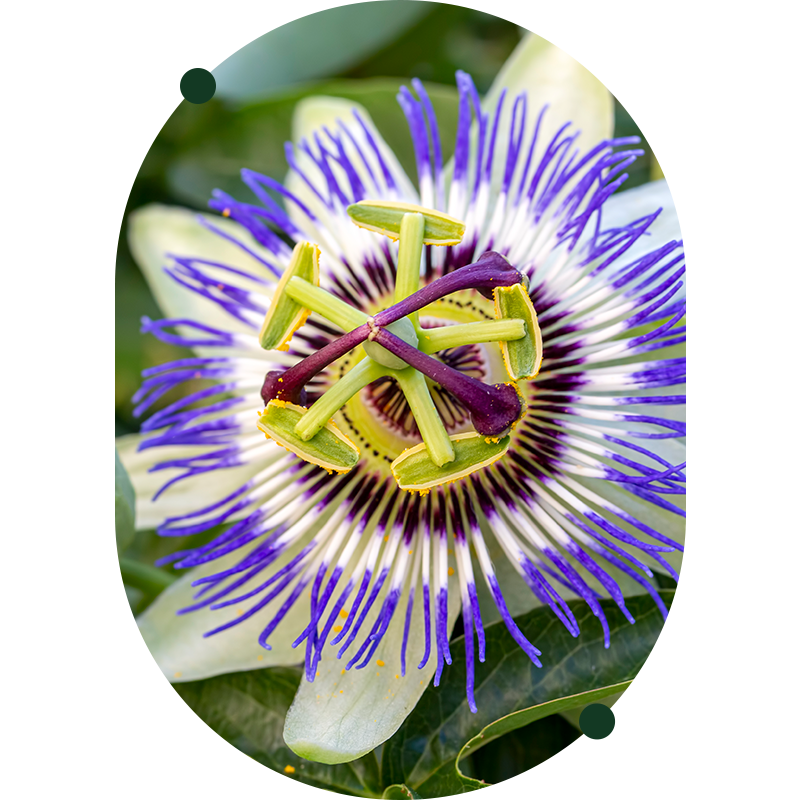 Passionflower