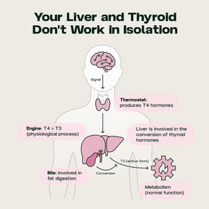 Liver & Thyroid Sync