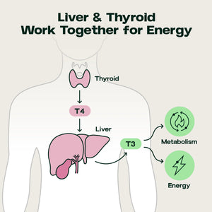 Liver & Thyroid Sync