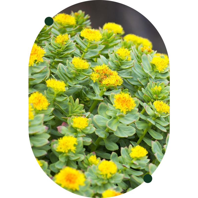 Rhodiola Rosea