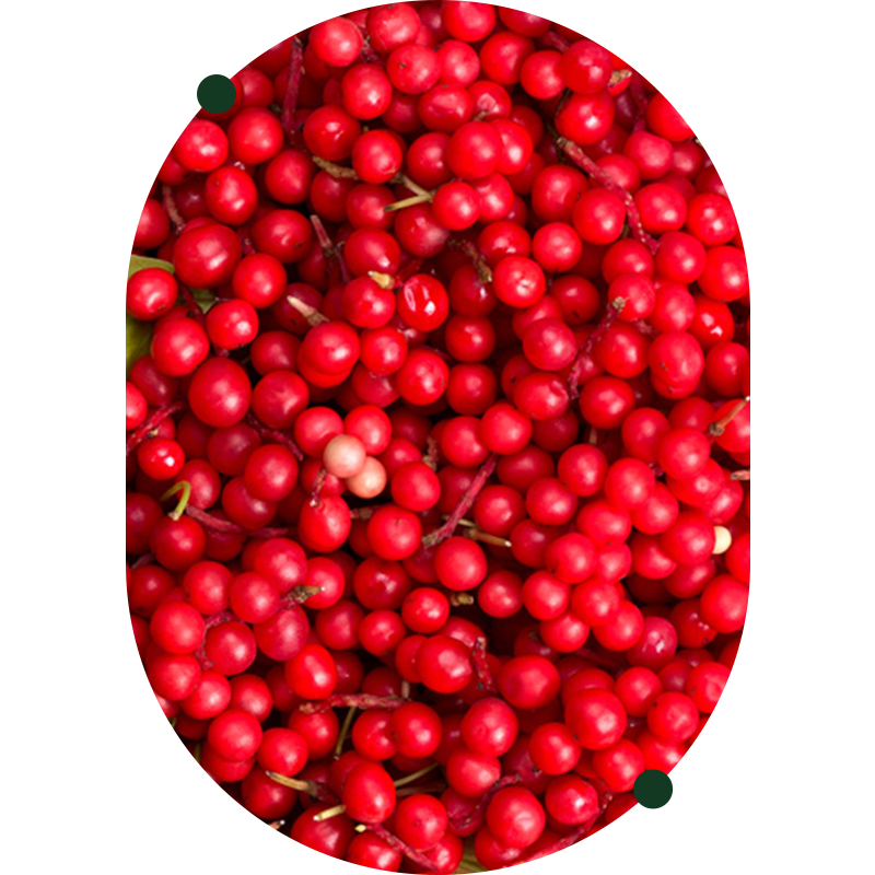 Schisandra 